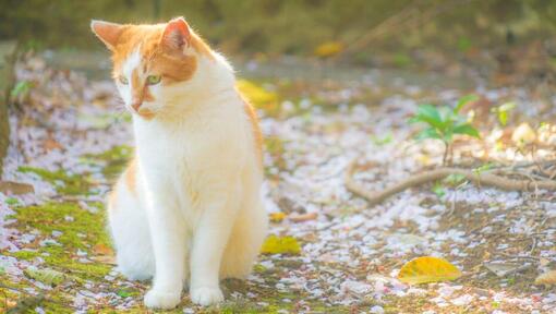 Langharige Japanse Bobtail kat loopt in het park