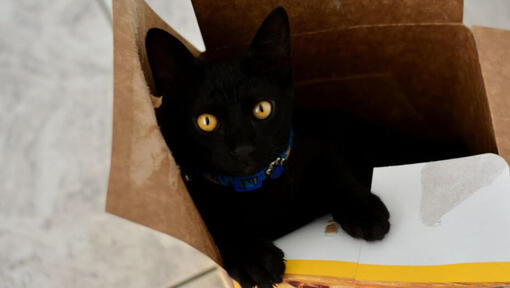 Kortharige Japanse Bobtail kat ligt in een doos