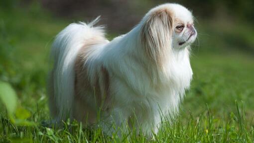 Japanse Spaniël hond in het gras