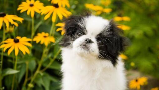 Japanse Spaniël hond met gele bloemen