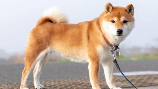 Japanse Shiba Inu staat bij de velden