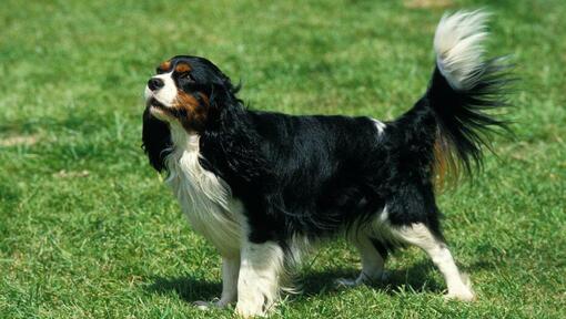 King Charles Spaniël staat op het gras en de wind waait een vacht