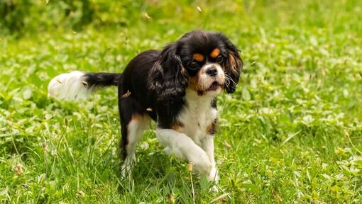 King Charles Spaniël speelt in de tuin