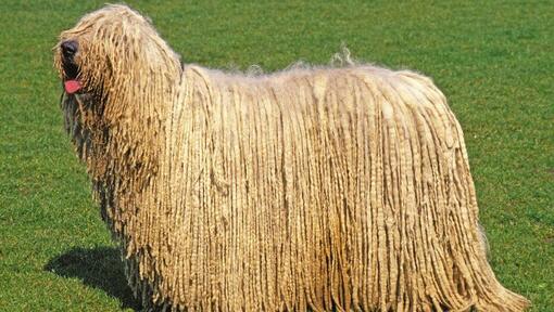 Komondor hond met tong naar buiten