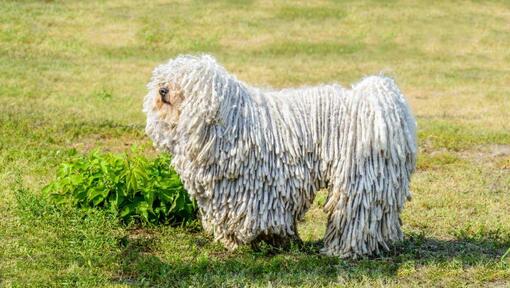 Komondor hond op het veld