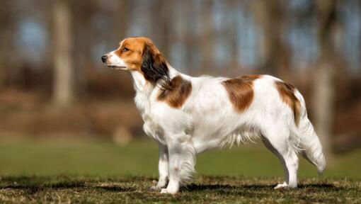 Kooikerhondje staat op een warme zomerdag in de tuin