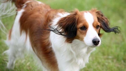 Kooikerhondje speelt in de tuin