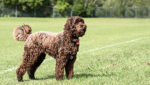 grote bruine hond staande op grasveld