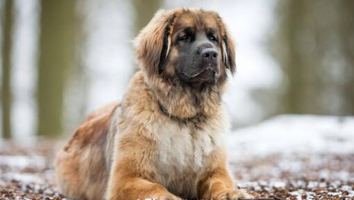 Leonberger hond ligt bij een besneeuwd bos