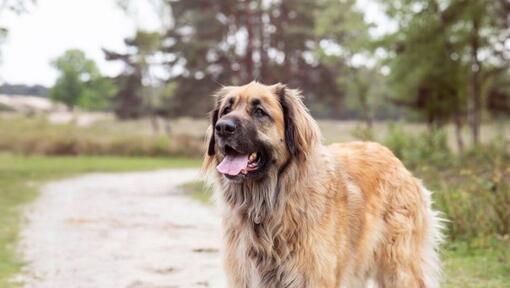 Leonberger staat op een pad bij het bos