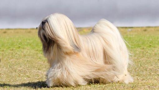 Lhasa Apso staat en de wind waait door de vacht