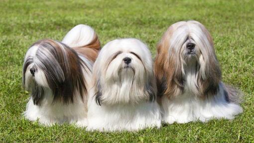 Drie Lhasa Apso honden liggen op het gras