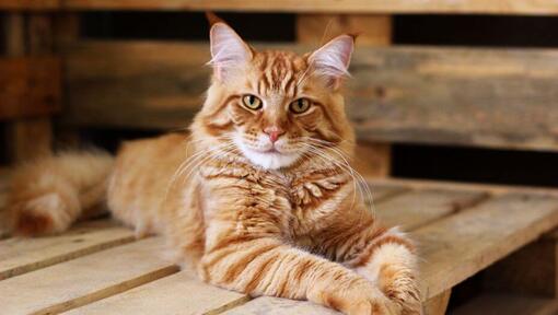 Rode Maine Coon kat ligt op tafel