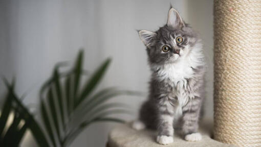 overschrijving Plak opnieuw tieners Maine Coon | Alles over dit kattenras | Purina