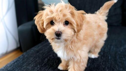 Maltipoo hond staande op de bank