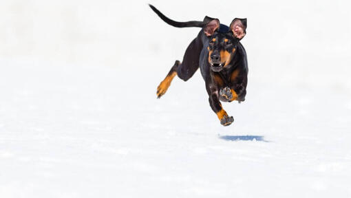 Hond loopt snel op sneeuw