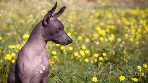 Hond zit in geel bloemenveld