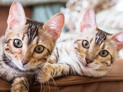 Twee katten die op de bank liggen