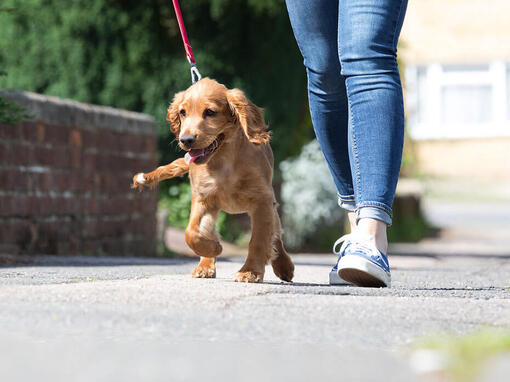 Puppy die aan de lijn naast de eigenaar loopt