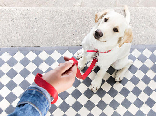 Hond met rode halsband zit naast de eigenaar
