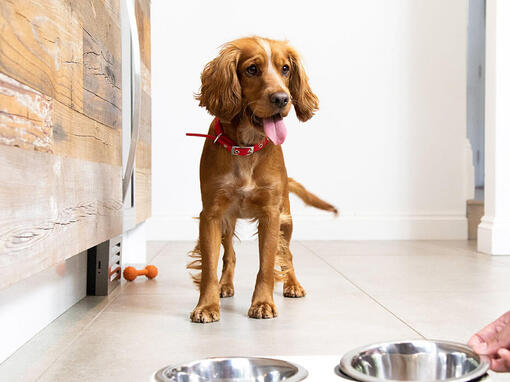 Hond met rode halsband