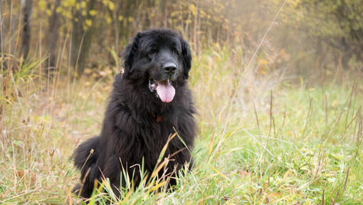 Newfoundlander staat in het bos