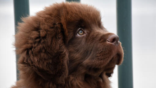 Bruine Newfoundlander puppy kijkt naar voren