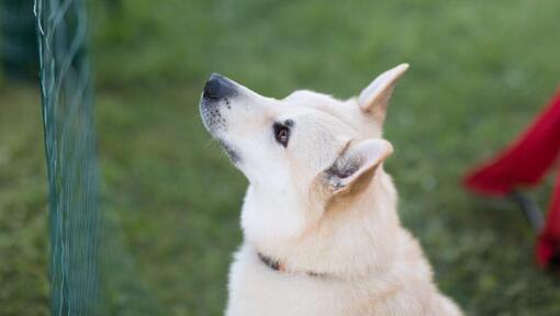 Noorse Buhund staat in de tuin en kijkt vooruit