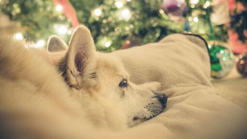 Noorse Buhund doet een dutje bij de kerstboom