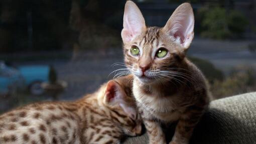 Twee Ocicat-kittens bereiden zich voor op een slaapje