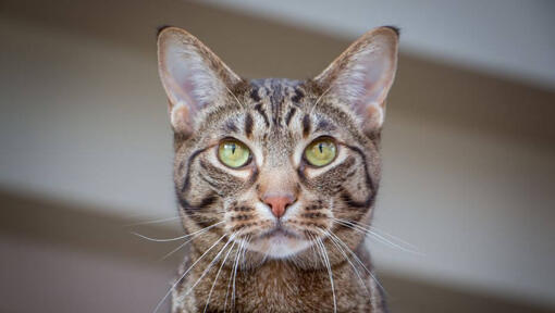 Ocicat kijkt bedachtzaam naar iets