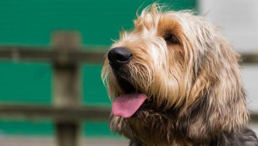 Otterhound kijkt in de verte