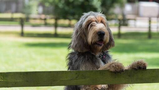 Otterhound leunt tegen een hek