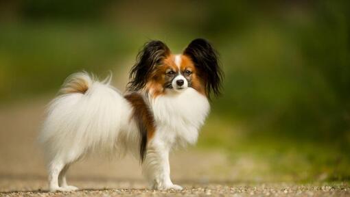 Papillon staat in het park