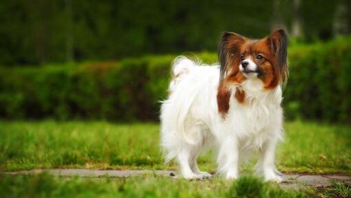 Papillon staat op een warme lentemorgen in het park