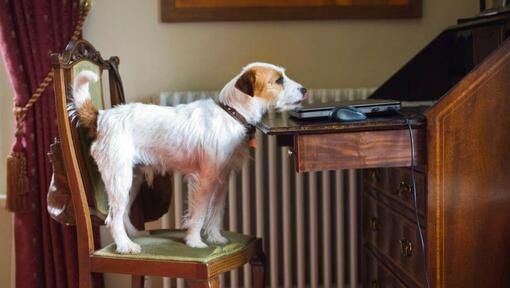 Parson Russell Terrier op de stoel