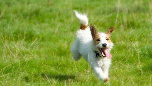 Parson Russell Terrier rennend in het veld