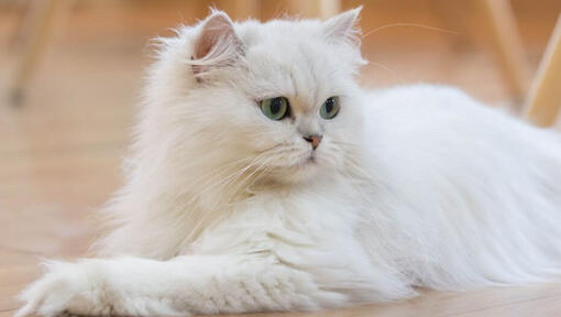 Perzische langhaar kat ligt op de vloer