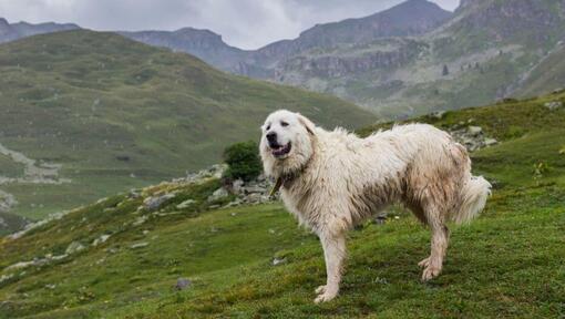 Pyreneese berghond staat vlakbij de berghellingen