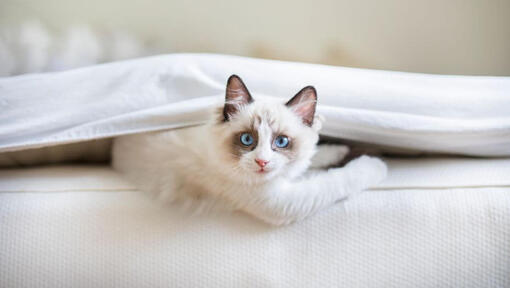 Ragdoll kat ligt onder een deken in bed