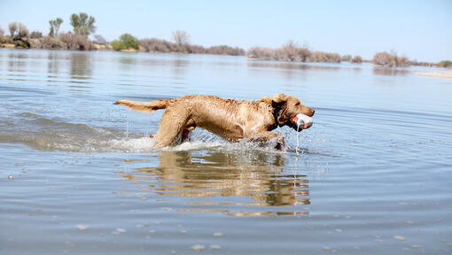 Chesapeake Bay Retriever staat in het water