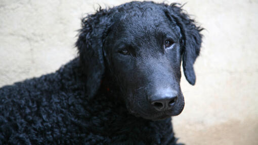 Zwarte curly coated retriever kijkend