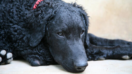 Curly coated retriever met rode halsband ligt op de grond