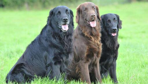 Drie Flat-Coated Retrievers zittend op het gras