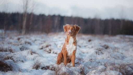 Retriever in de sneeuw