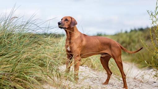 Rhodesian Ridgeback staand op het zand 