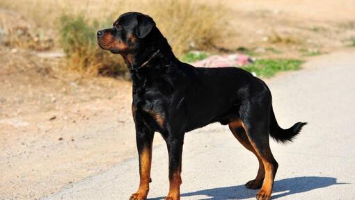 Rottweiler die op de weg staat