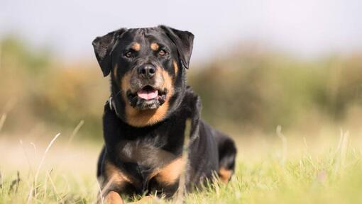 Rottweiler die in het gras ligt