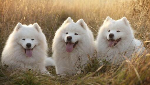 Drie Samojeed honden die in het veld liggen