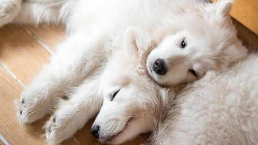 Twee Samojeed honden slapen